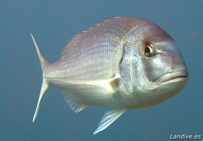 Bocinegro ( Pagrus pagrus ).jpg - OLYMPUS DIGITAL CAMERA